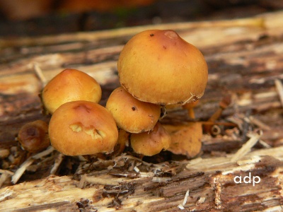 Hypholoma fasciculare (Sulphur Tuft)  Alan Prowse